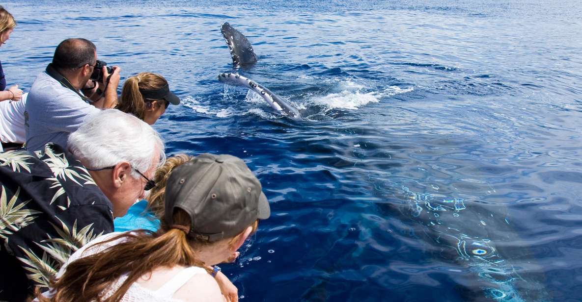 Maui: Eco-Friendly Whale Watching Tour From Maalaea Harbor - Key Points