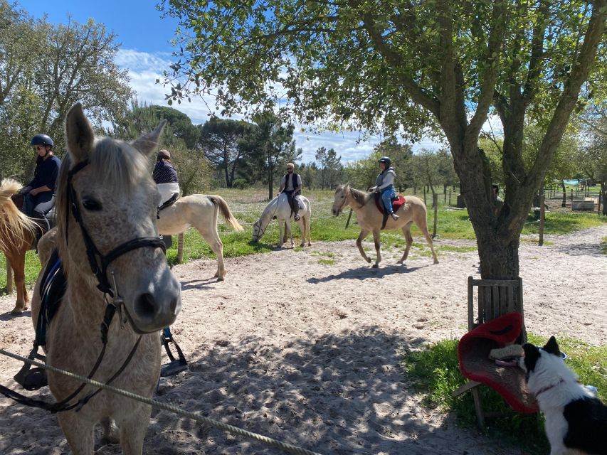 Melides: Horseback Riding on the Beach With Transfer Lisbon - Key Points