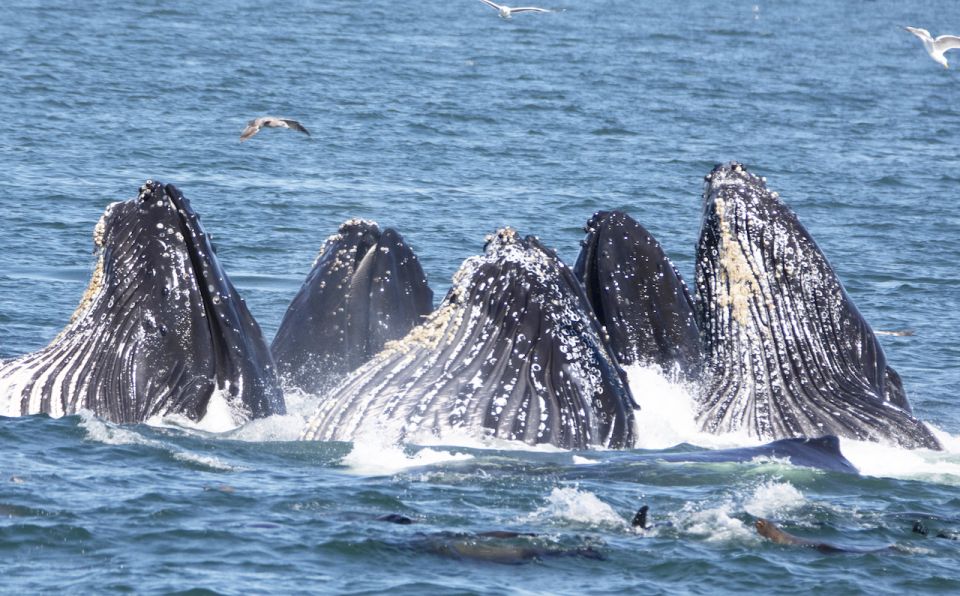 Monterey: Whale Watching Tour With a Marine Guide - Key Points