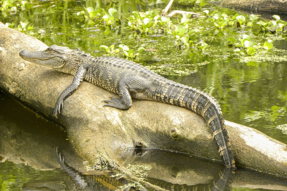 New Orleans: Manchac Bayou Swamp Cruise With Optional Pickup - Key Points