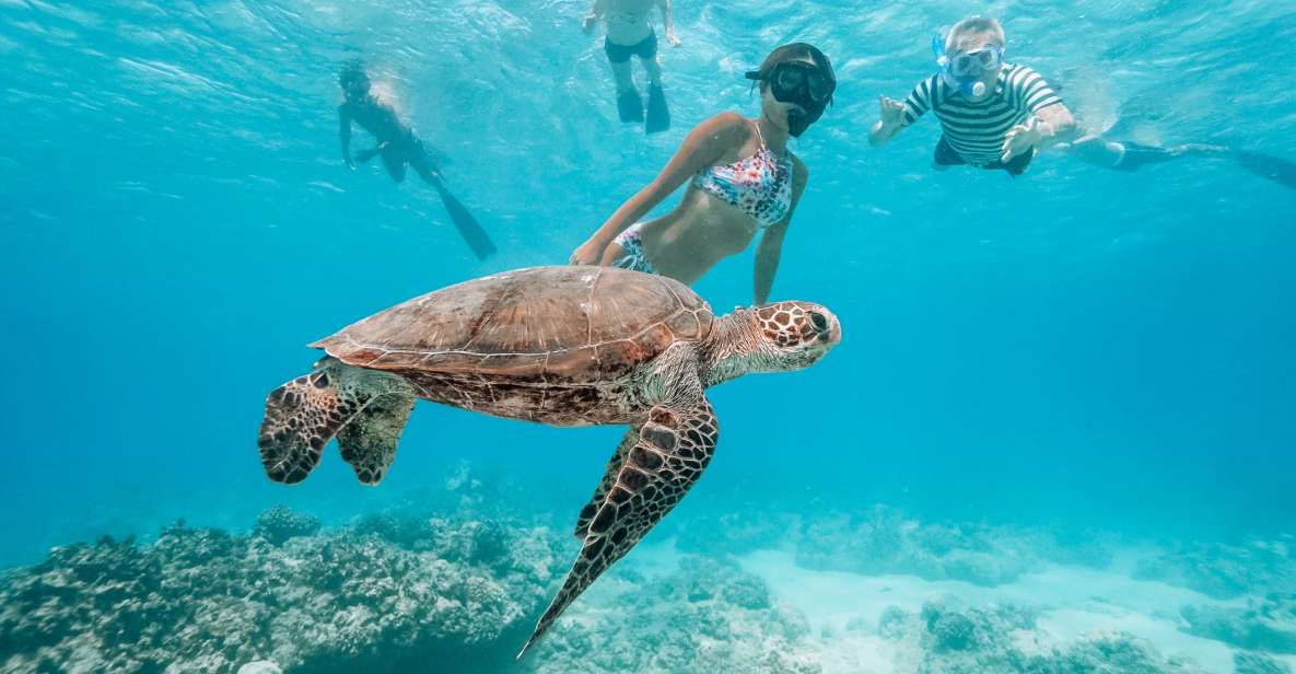 Oahu: Waikiki Turtle Snorkeling Adventure - Key Points