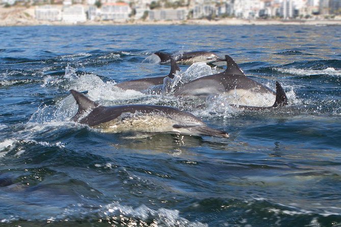 Ocean Wildlife Encounter in Cape Town - Exploring Cape Towns Landmarks