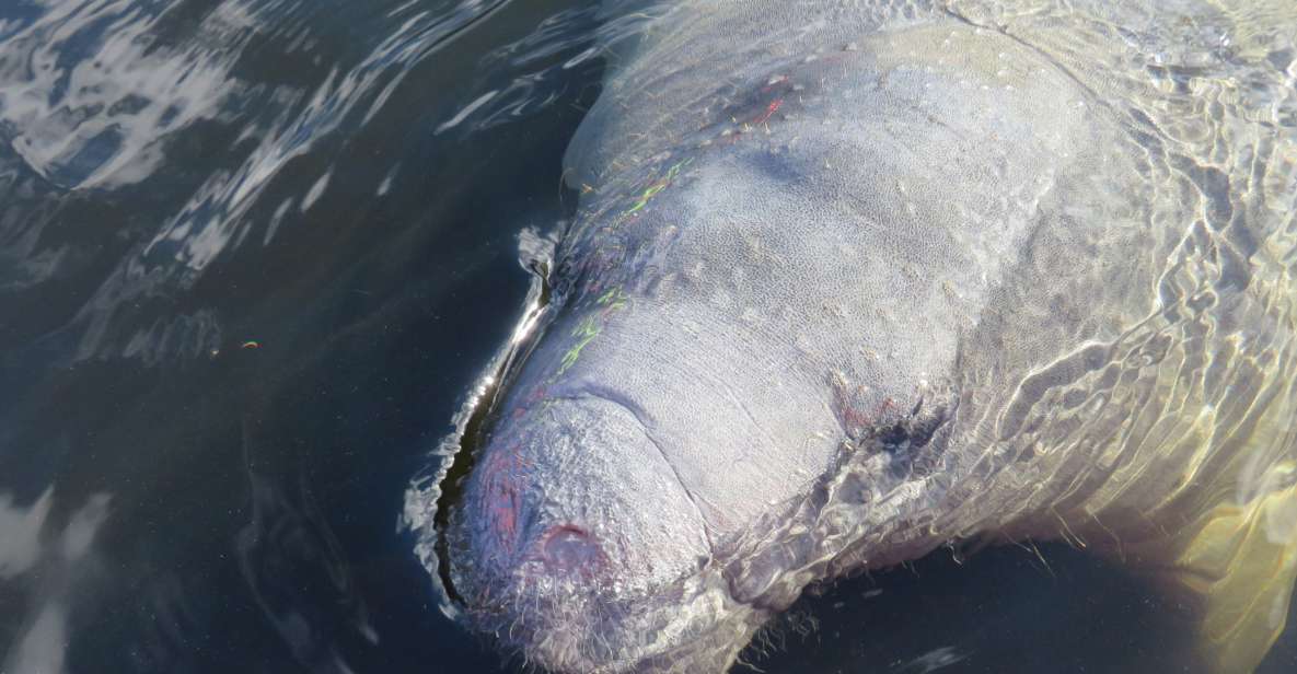 Orlando: Small Group Manatee Discovery Kayak Tour - Key Points