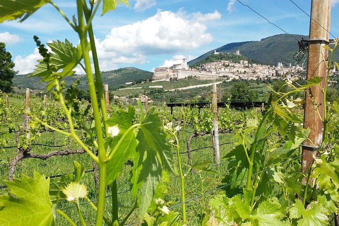 Picnic Deluxe in Assisi for 2 and Wine Tasting of 5 Wines - Key Points