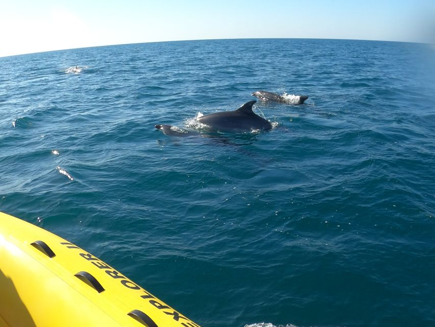 Portimão: 2-Hour Dolphin Watching Boat Tour - Key Points