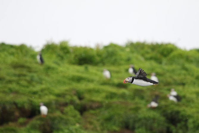 Premium Small-Group Puffin & Bird Watching Tour From Reykjavik - Key Points