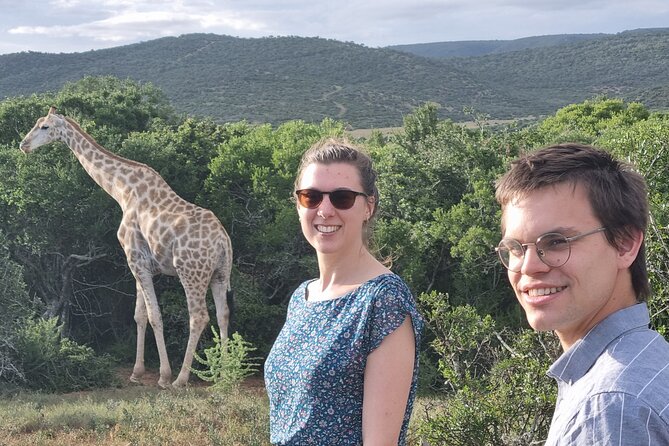 Private Full-Day Addo Elephant Park & Giraffe Walk Safari - Key Points