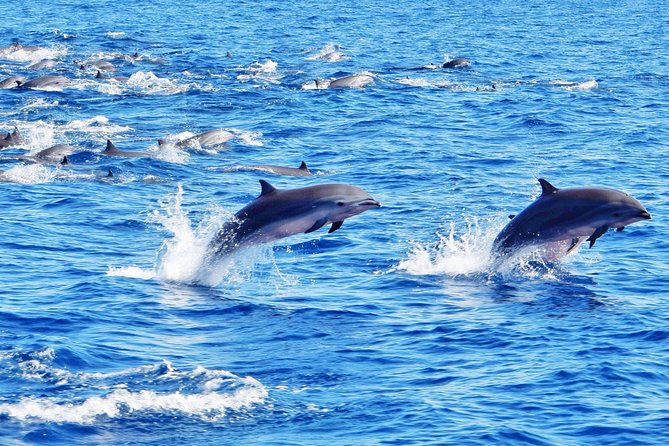 Private Premium Whale and Dolphin Safari St Lucia - Inclusions and Amenities