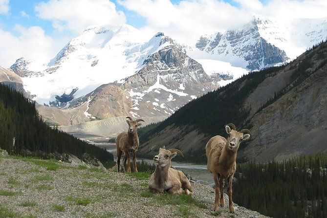 Private Tour: Experience the Canadian Rocky Mountains - Key Points