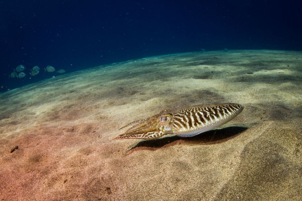 Puerto Del Carmen: 2 Guided Scuba Dives (Certified Only) - Key Points