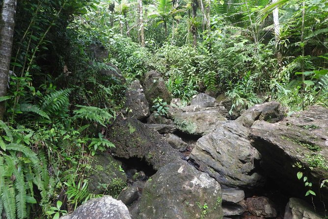 Rainforest Nature Walk & Luquillo Beach Combo - Overview of the Tour