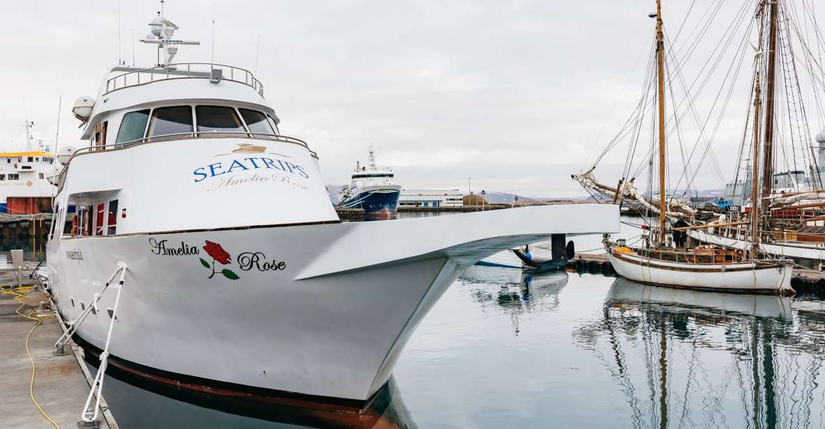 Reykjavik: Whale Watching Cruise on the Amelia Rose Yacht - Overview of the Whale Watching Cruise