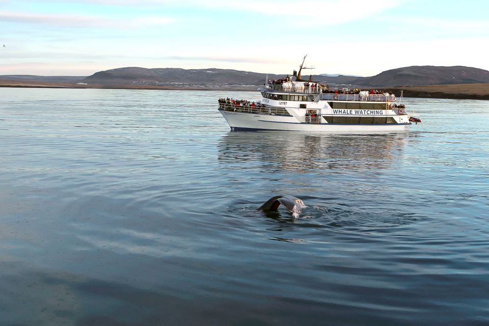 Reykjavik: Whale Watching Tour - Key Points