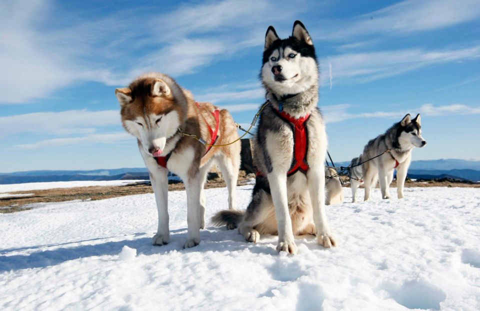 Rovaniemi: Family-Friendly Husky Sled Ride and Farm Visit - Key Points