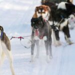 Rovaniemi: Husky Safari And Snowmobile Experience Key Points