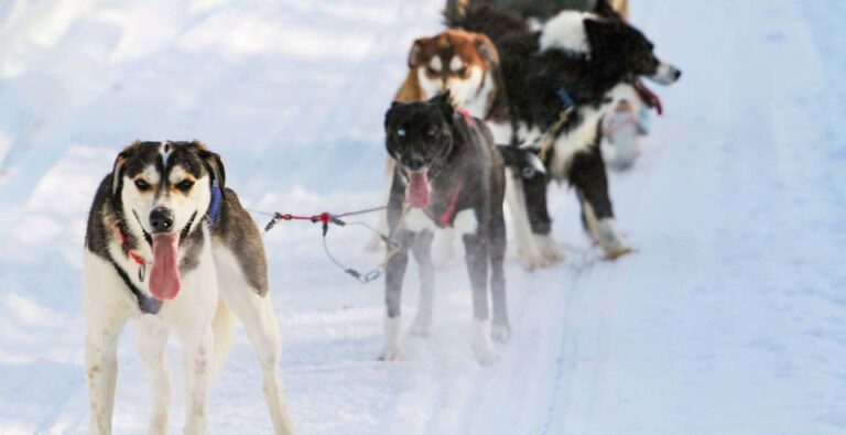 Rovaniemi: Husky Safari And Snowmobile Experience Key Points