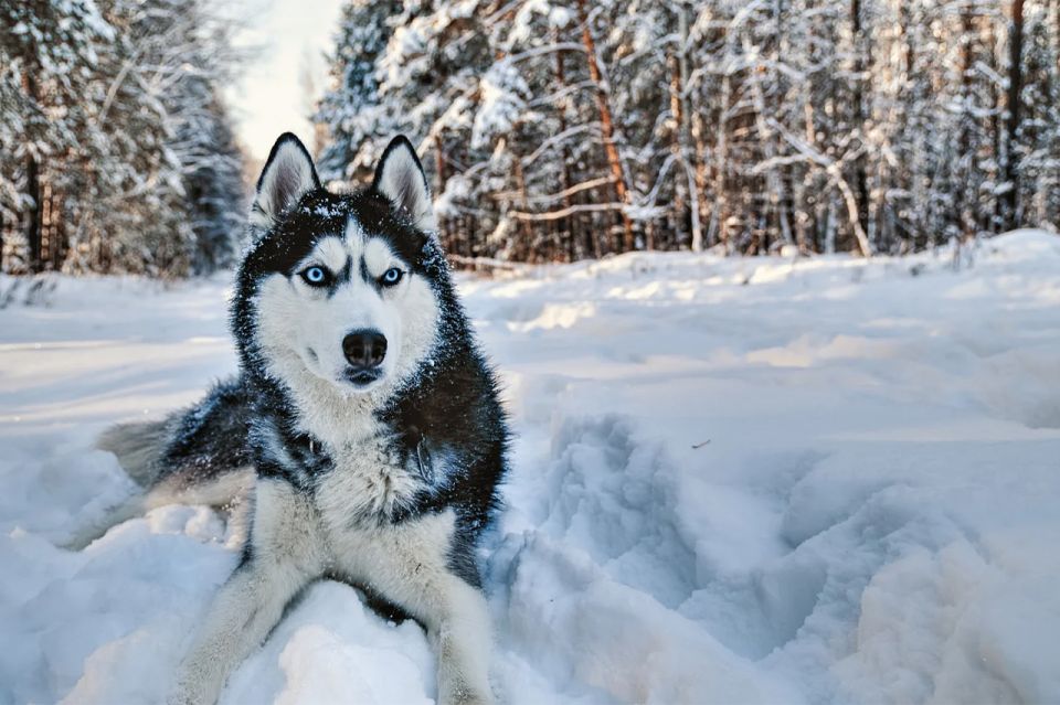 Rovaniemi: Husky Safari on a Snowy Trail - Key Points