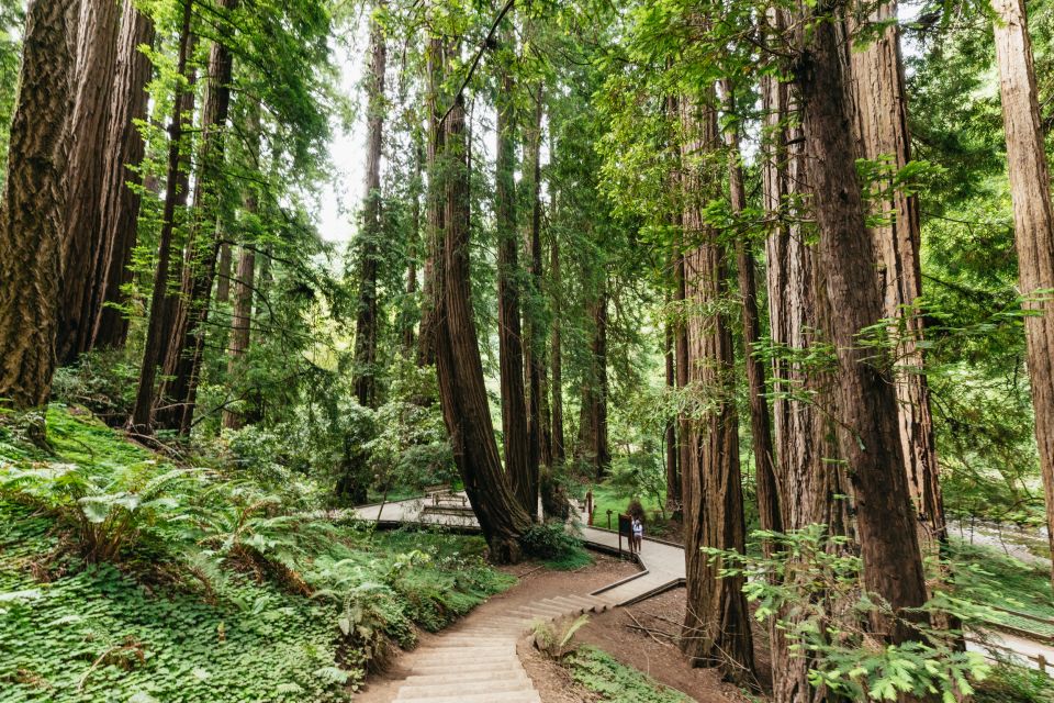 San Francisco: Muir Woods and Sausalito Small-Group Tour - Key Points