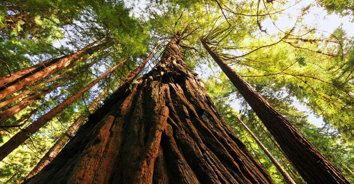 San Francisco: Private Muir Woods and Sausalito Tour - Key Points