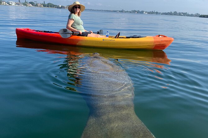 Sarasota Mangrove Tunnel Guided Kayak Adventure - Key Points