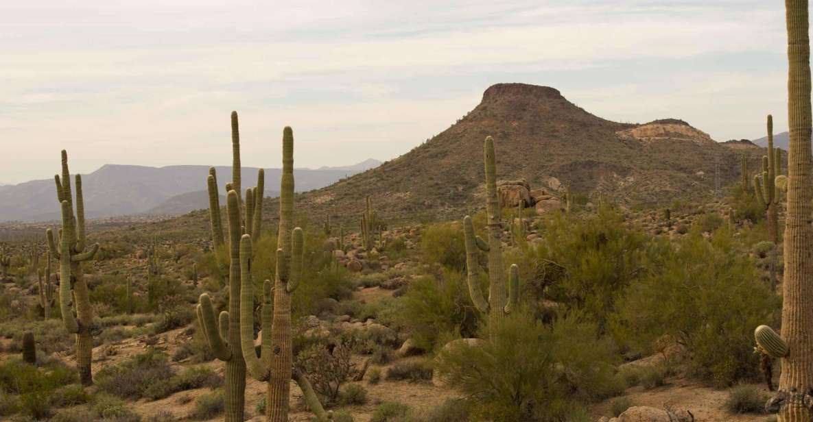 Scottsdale: Half-Day Sonoran Desert Hiking Tour - Key Points