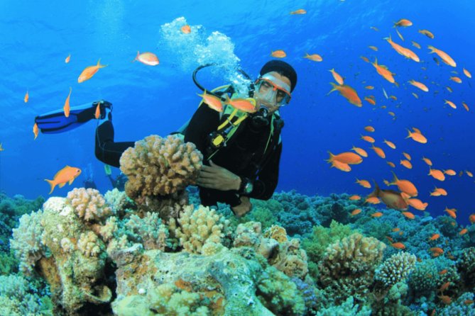 Scuba Diving Tour - Key Points