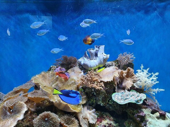 SEA LIFE Great Yarmouth General Admission - Key Points