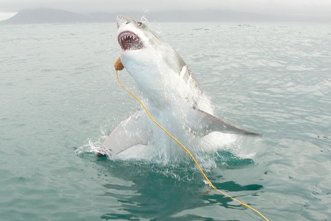 SHARK CAGE DIVING and VIEWING (Incl. Transfers From Cape Town) - Overview