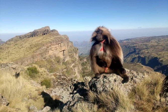 Simien Mountains Trekking Adventure - Key Points