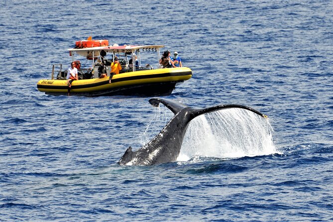 Small Group 2 Hour Whale Watch From Raft (mala, Lahaina) Key Points