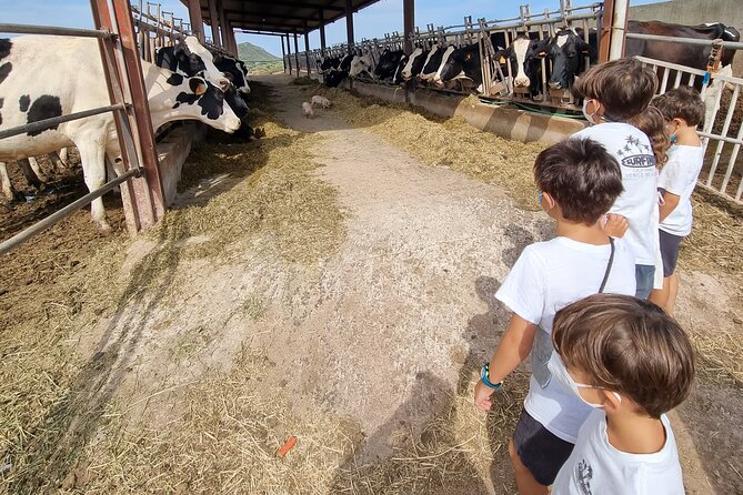 Small Group Cheese Making and Tasting From the Island of Baleares - Experience Details