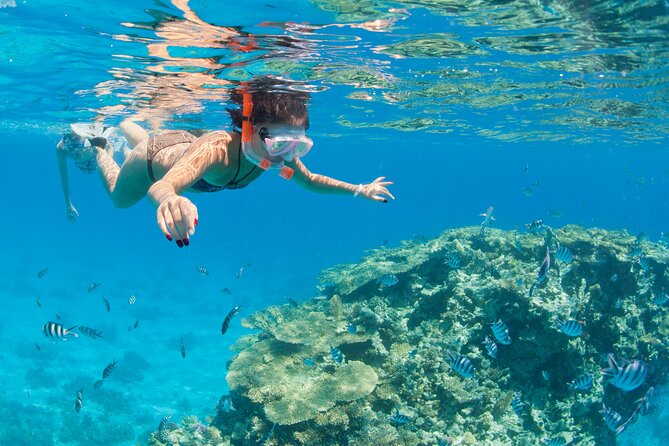 Snorkeling and Diving to Ras Mohamed And White Island by VIP Boat - Key Points