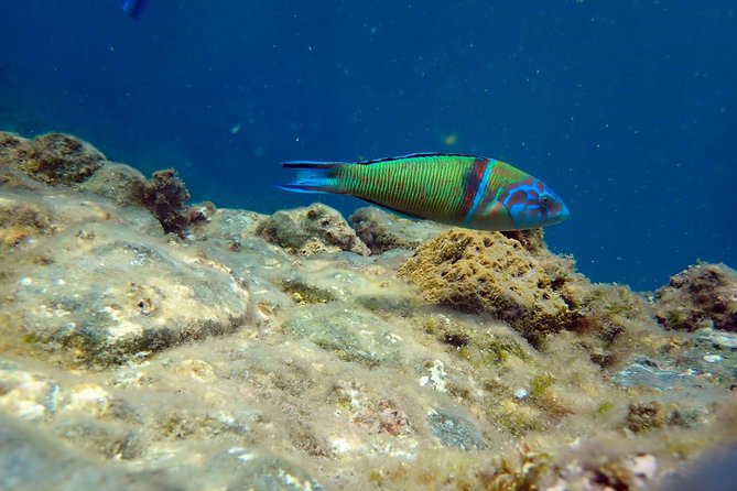 Snorkeling Excursion in Tabarca Island - Inclusions