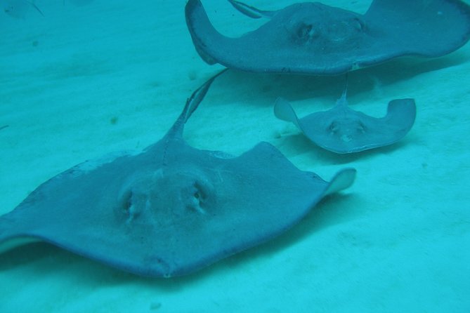 Starfish Point, Stingray City-Sandbar & Coral Gardens - Snorkeling Along Barrier Reef