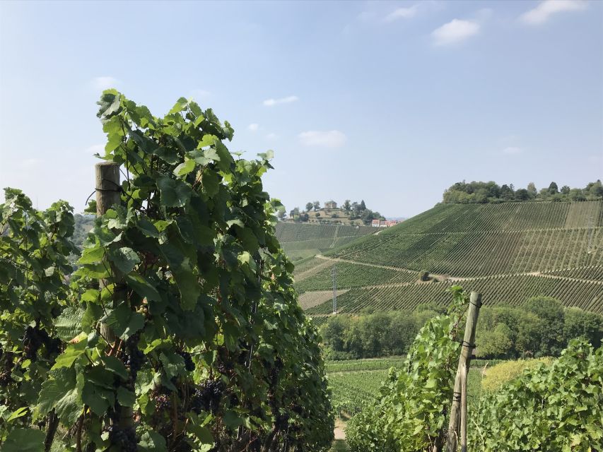 Stuttgart: 2-Hour Vineyard Hike With Tastings - Key Points