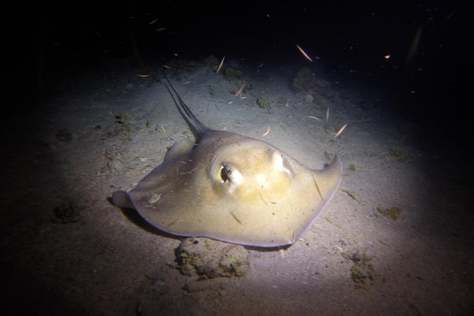 Sunset Night Dive for Certified Divers in St Thomas - Activity Overview