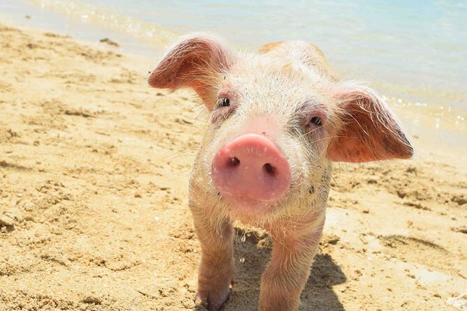 Swimming With Pigs in Nassau, Transportation Included - Overview of the Experience