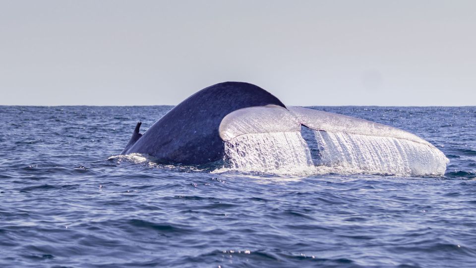 Terceira: Half-Day Dolphin and Whale Watching Tour - Key Points