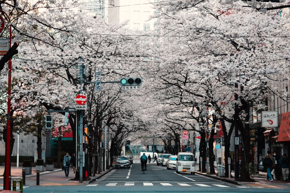 Tokyo: Private Cherry Blossom Experience - Key Points