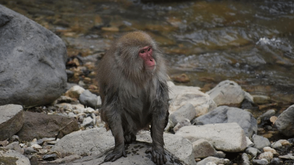 Tokyo: Snow Monkey Park & Zenkoji Temple Private Day Tour - Key Points