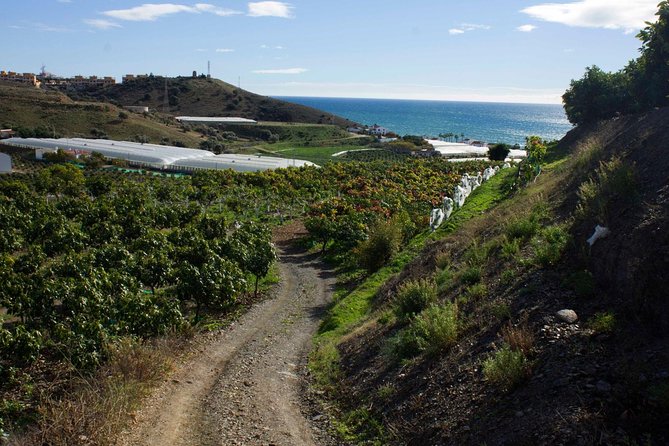 Tropical Route, Avocados and Mangoes - Small Group, Tasting and Lunch Included - Key Points