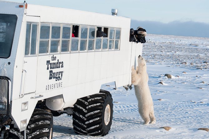 Tundra Buggy Autumn Day Tours - Key Points