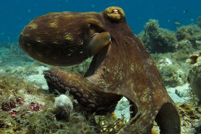 Two-Tank Dive for Certified Diving in St Thomas - Key Points