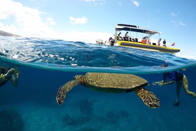 Ultimate 4 Hour Lanai Snorkel and Dolphin Encounter - Key Points