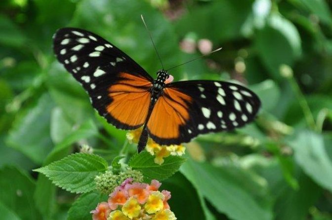 Victoria Butterfly Gardens Ticket - Key Points