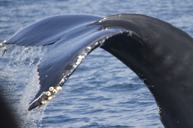 Whale and Dolphin Watching on Tercera Island - Key Points