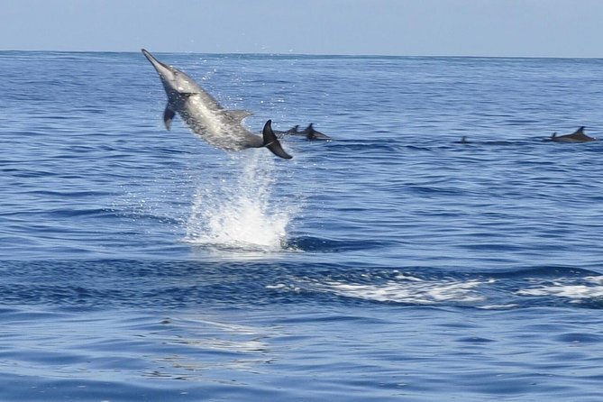 Whale And Dolphin Watching Private Boat Tour From Mauritius Key Points