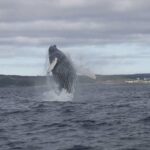 Whale Watching Marine Wildlife Excursion By Kayak Key Points