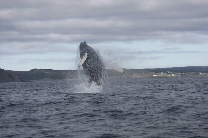 Whale Watching Marine Wildlife Excursion By Kayak Key Points