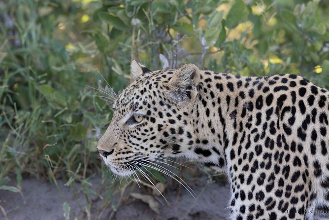 Zambezi National Park Game Drive AM /PM - Key Points